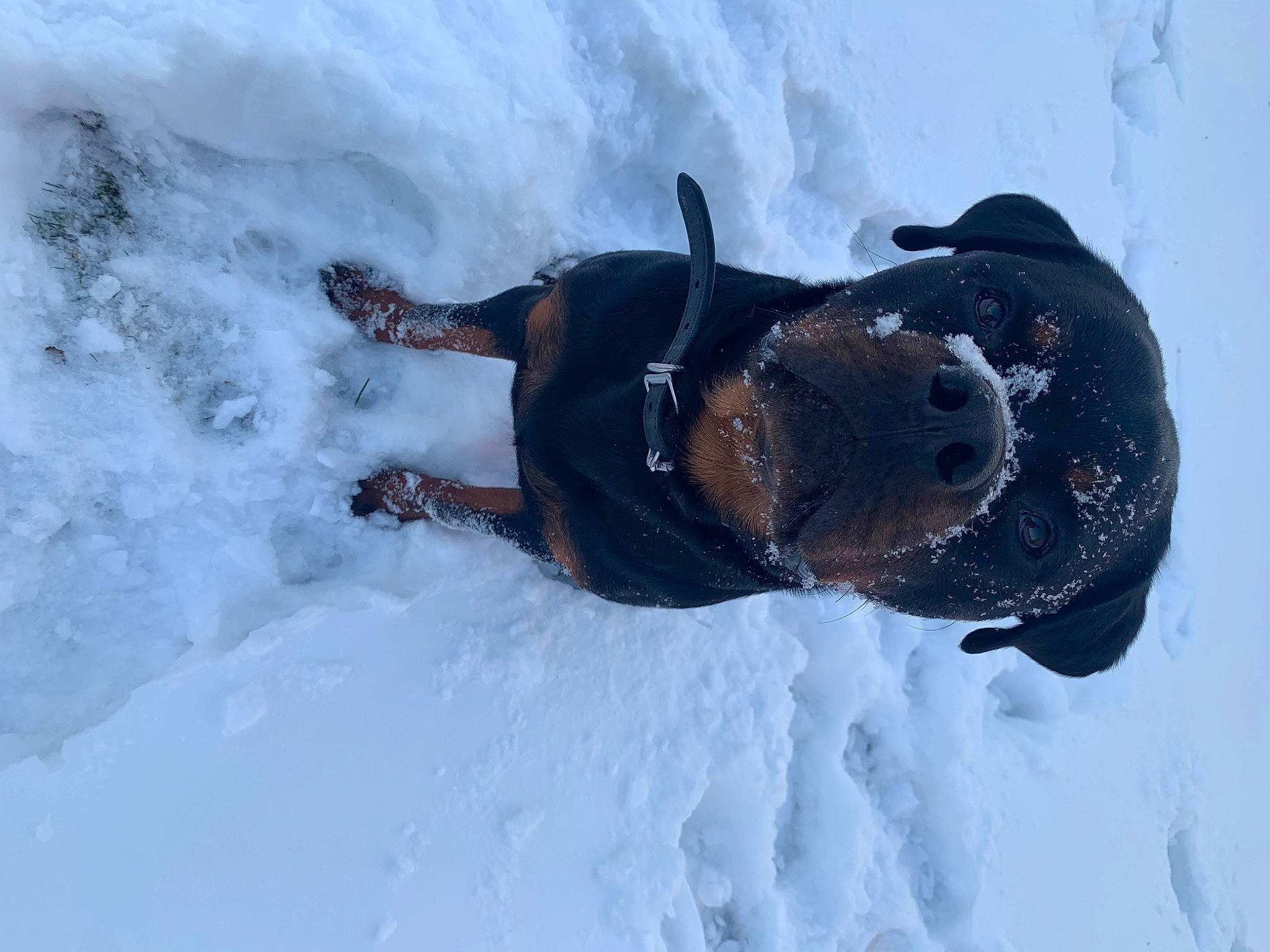 Ronan is registered to the contest to win money with this photo: adventure, arctic, dog_breed, event, freezing, fun, glacial_landform, glove, goggles, ice_cap, jacket, personal_protective_equipment, playing_in_the_snow, recreation, slope, snow, sporting_group, sunglasses, tree, winter