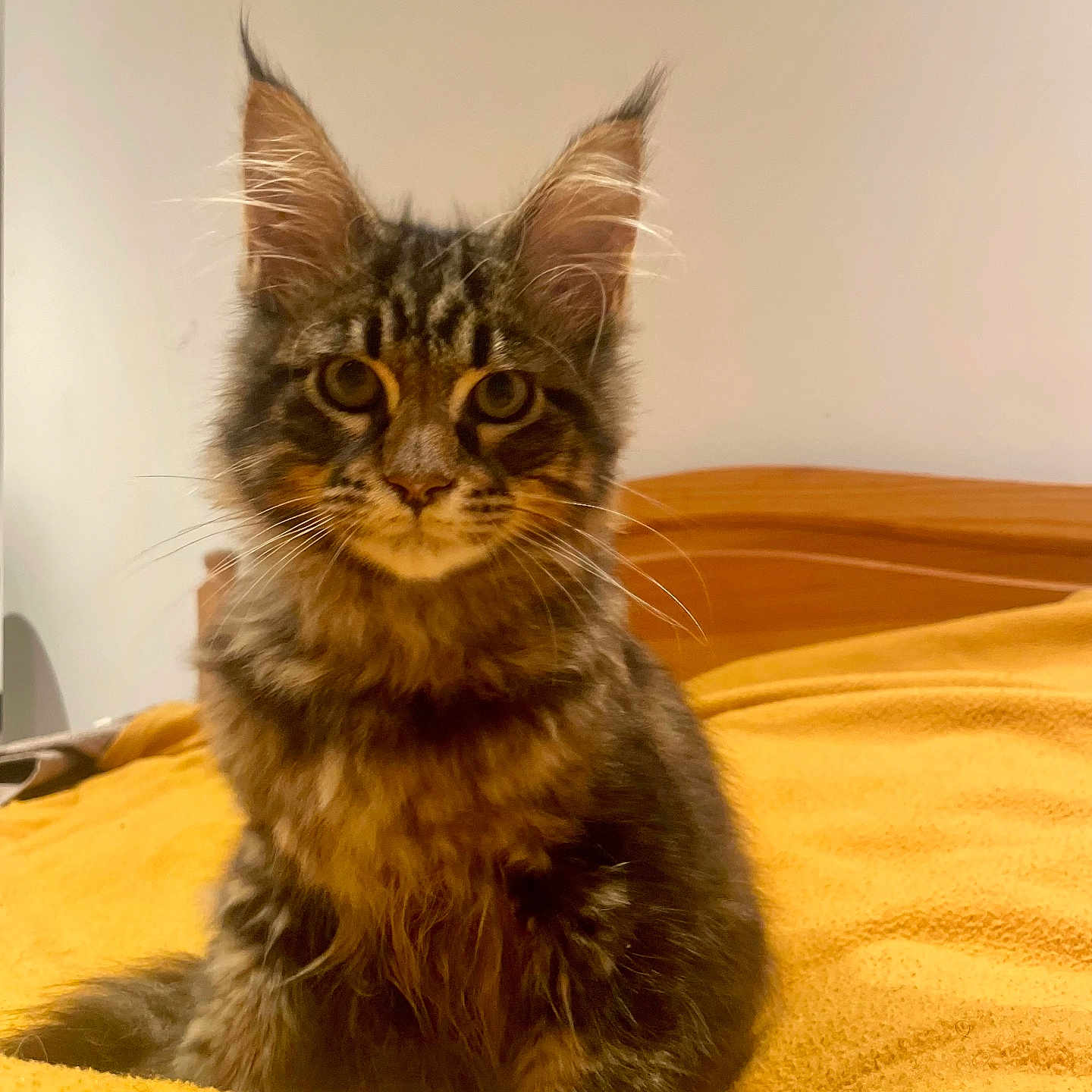 Zola participe au concours pour gagner de l'argent avec cette photo : abyssinian, angora, animal, bed, blanket, brasssection, cat, couch, furniture, hardwood, horn, kitten, manx, musicalinstrument, pet, wood