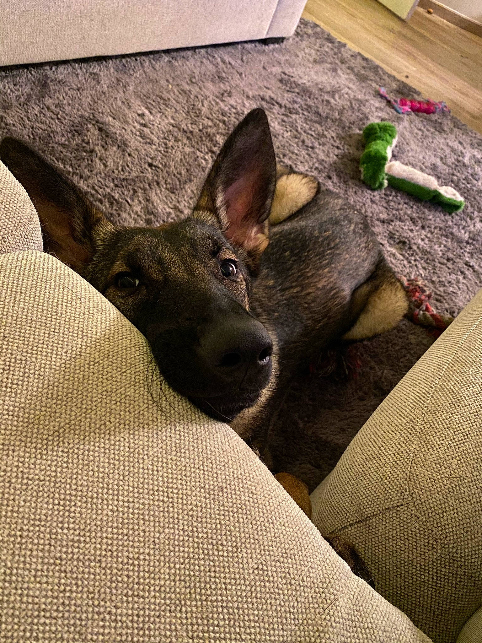 Théa a rejoint le concours — aidez-le/la à gagner de superbes lots ! canidae, carnivore, comfort, companion_dog, dog, dog_breed, ear, fawn, felidae, flooring, foot, fur, grass, snout, sporting_group, tail, terrestrial_animal, whiskers, wood, working_animal