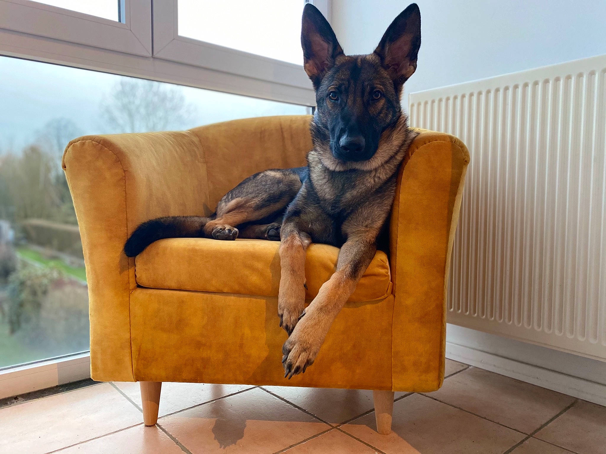 Théa a rejoint le concours — aidez-le/la à gagner de superbes lots ! canidae, carnivore, comfort, companion_dog, couch, dog, dog_breed, dog_supply, electric_blue, fawn, floor, flooring, furniture, hardwood, outdoor_furniture, rectangle, sporting_group, studio_couch, wood, working_animal