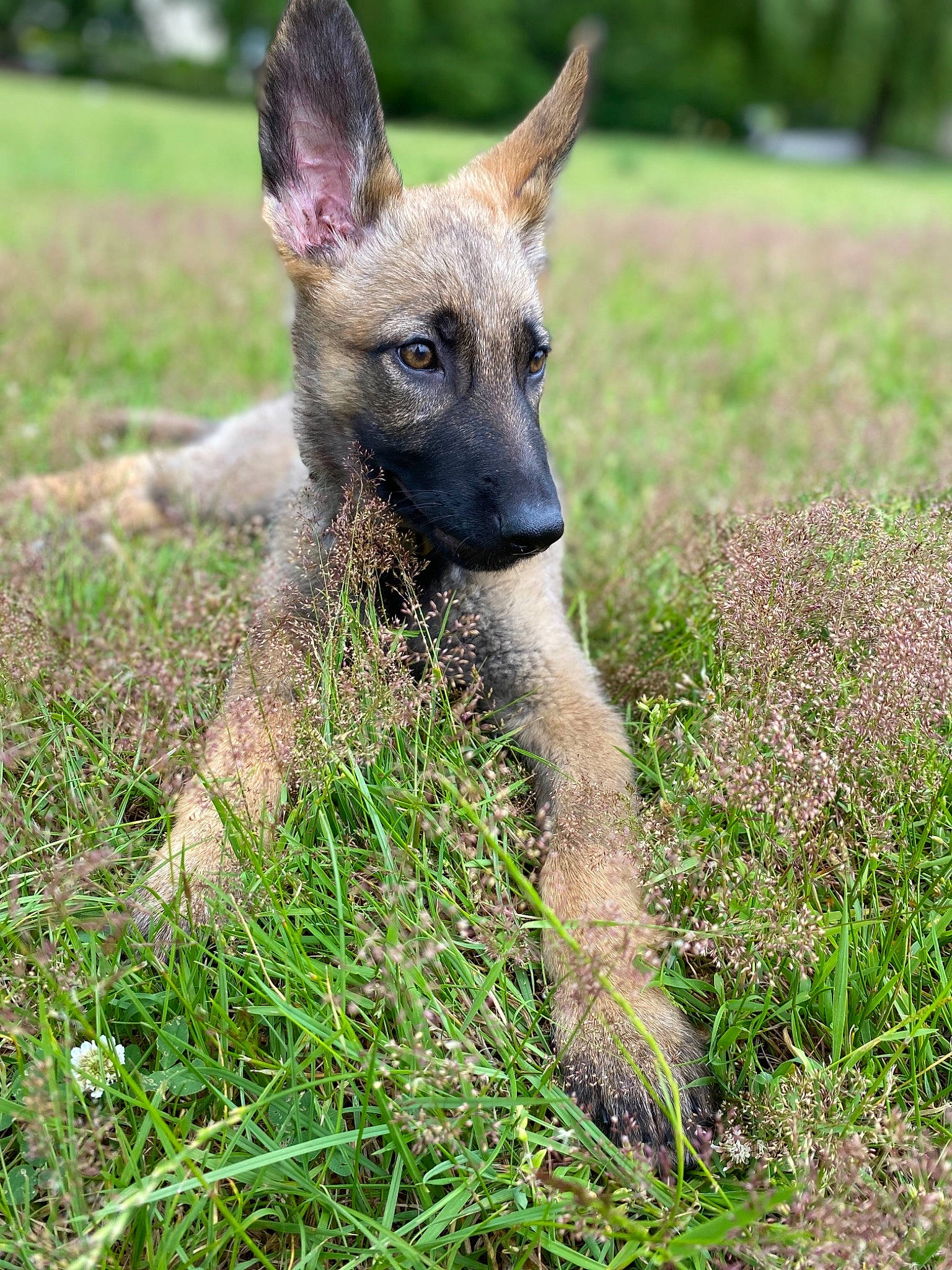 Théa participe au concours pour gagner de l'argent avec cette photo : biting, canidae, carnivore, dog_breed, eye, fawn, fox, fur, grass, grass_family, grassland, groundcover, meadow, natural_landscape, plant, prairie, snout, terrestrial_animal, terrestrial_plant, whiskers