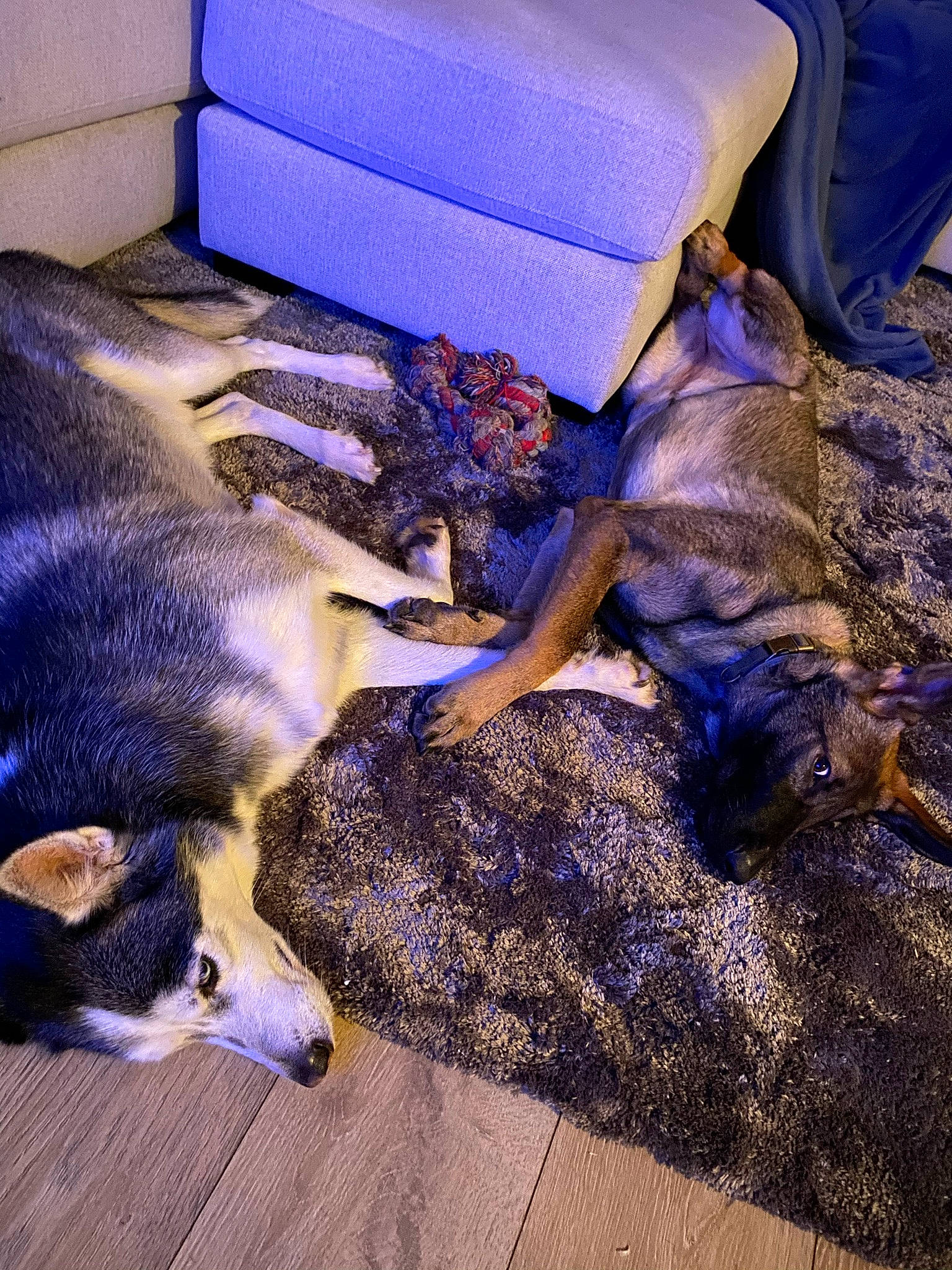 Théa a rejoint le concours — aidez-le/la à gagner de superbes lots ! canidae, carnivore, comfort, companion_dog, couch, dog, dog_breed, electric_blue, fawn, flooring, fur, mammal, nap, purple, shipping_box, sporting_group, tail, whiskers, wood, working_animal