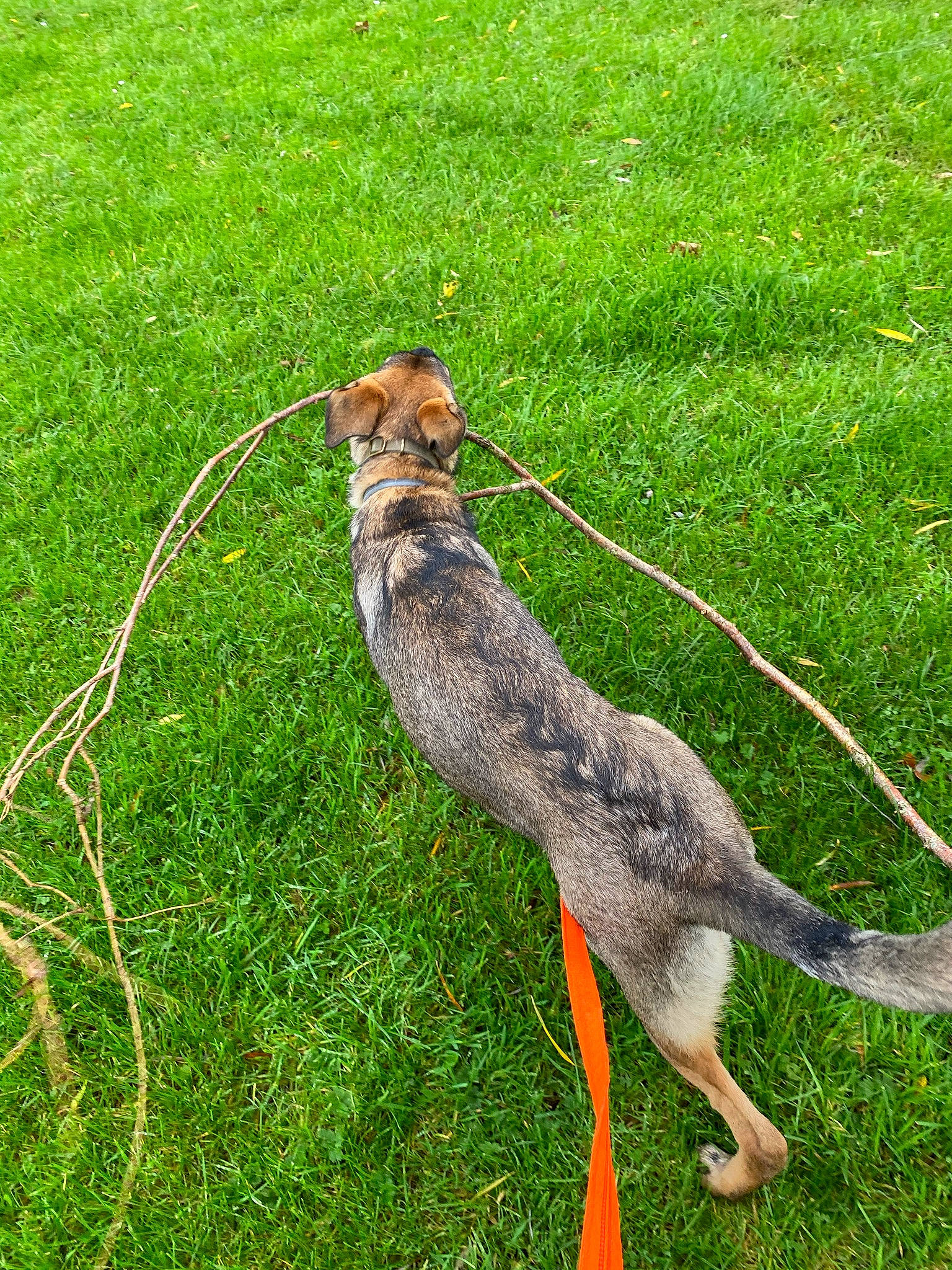 Théa a rejoint le concours — aidez-le/la à gagner de superbes lots ! canidae, carnivore, collar, dog, dog_breed, grass, grassland, groundcover, leash, snout, sporting_group, tail, terrestrial_animal, working_animal, working_dog