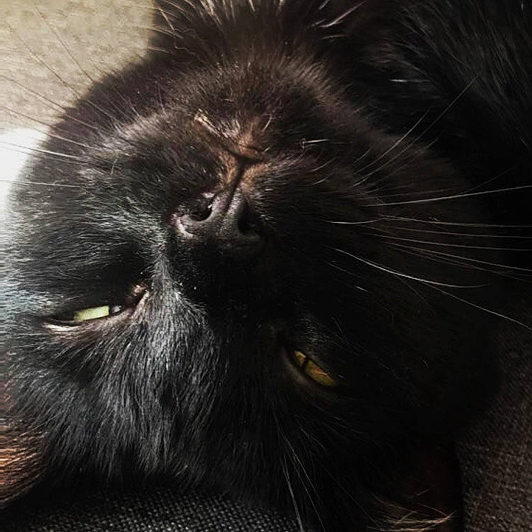 Damon participe au concours pour gagner de l'argent avec cette photo : black_cat, bombay, carnivore, cat, close_up, darkness, electric_blue, event, felidae, fur, head, small_to_medium_sized_cats, snout, terrestrial_animal, whiskers, wildlife