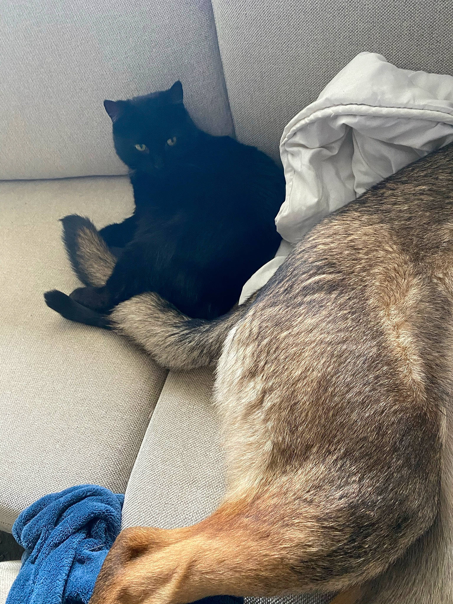 Damon a rejoint le concours — aidez-le/la à gagner de superbes lots ! bed, black_cat, carnivore, cat, cloud, comfort, companion_dog, dog_breed, electric_blue, felidae, fur, grey, human_leg, linens, small_to_medium_sized_cats, snout, tail, textile, tints_and_shades, whiskers