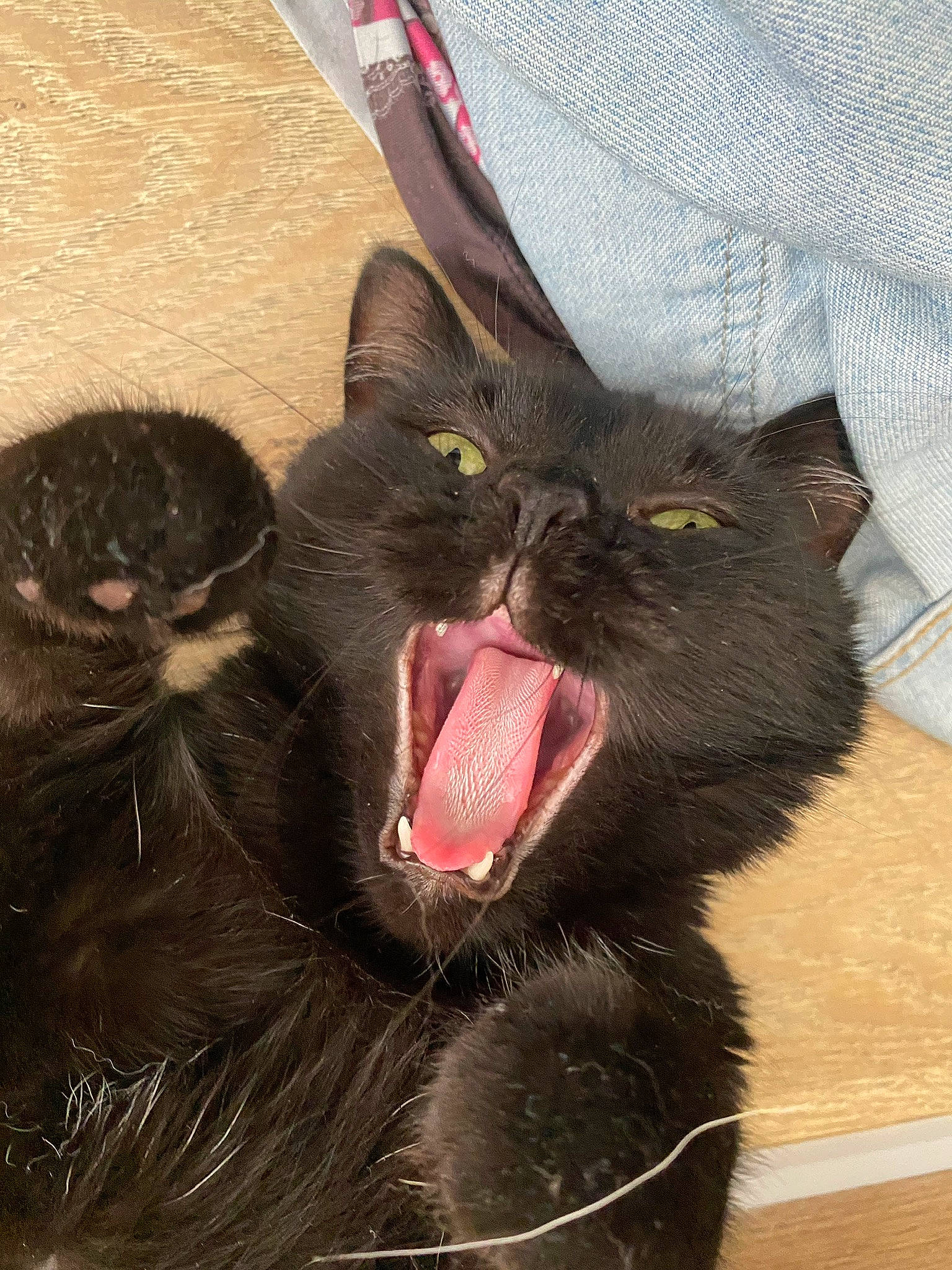 Damon a rejoint le concours — aidez-le/la à gagner de superbes lots ! black_cat, bombay, carnivore, cat, claw, comfort, domestic_short_haired_cat, fang, felidae, foot, fur, paw, small_to_medium_sized_cats, snout, tail, terrestrial_animal, whiskers