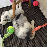Blue is registered to the contest to win money with this photo: accessories, animal, ball, canine, dog, eskimodog, football, homedecor, hound, husky, indoors, interiordesign, pet, puppy, soccer, soccerball, sport, strap, tennis, tennisball