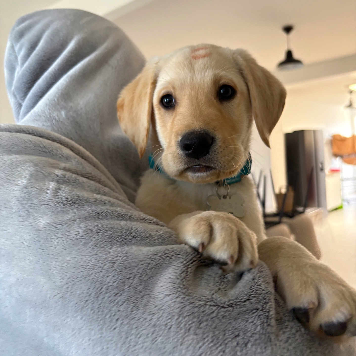 Ares participe au concours pour gagner de l'argent avec cette photo : adorable, animal, blanket, closeup, collar, companion, cozy, curious, cute, dog, fur, furniture, golden_retriever, home, indoor, paw, pet, puppy, soft_texture, young