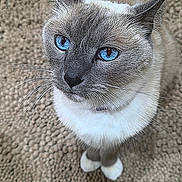 Lulu is registered to the contest to win money with this photo: cat, siamese_cat, blue_eyes, pet, animal, feline, whiskers, ears, tail, carpet, indoor, close_up, fur, looking_up, cute, domestic_animal, mammal, portrait, sitting, curious