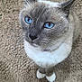 cat, siamese_cat, blue_eyes, pet, animal, feline, whiskers, ears, tail, carpet, indoor, close_up, fur, looking_up, cute, domestic_animal, mammal, portrait, sitting, curious