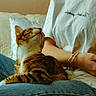 animal, bed, bracelets, casual_clothing, cat, comfort, cozy, feline, human_arm, indoor, jeans, lap, person, pet, pillow, relaxing, resting, rings, tabby_cat, white_shirt