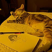 Elly a rejoint le concours — aidez-le/la à gagner de superbes lots ! animal, art, bed, blanket, cat, cozy, creativity, drawing, feline, grooming, illustration, indoor, paw, pen, portrait_sketch, relaxing, resting, sketchbook, tabby, warm_lighting
