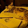 animal, art, bed, blanket, cat, cozy, creativity, drawing, feline, grooming, illustration, indoor, paw, pen, portrait_sketch, relaxing, resting, sketchbook, tabby, warm_lighting