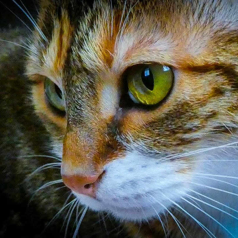 Elly