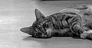 Elly participe au concours pour gagner de l'argent avec cette photo : animal, black_and_white, cat, close_up, curious, cute, domestic_animal, ears, floor, fur, indoor, lying_down, mammal, monochrome, pet, portrait, relaxed, resting, tabby_cat, whiskers