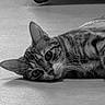 animal, black_and_white, cat, close_up, curious, cute, domestic_animal, ears, floor, fur, indoor, lying_down, mammal, monochrome, pet, portrait, relaxed, resting, tabby_cat, whiskers