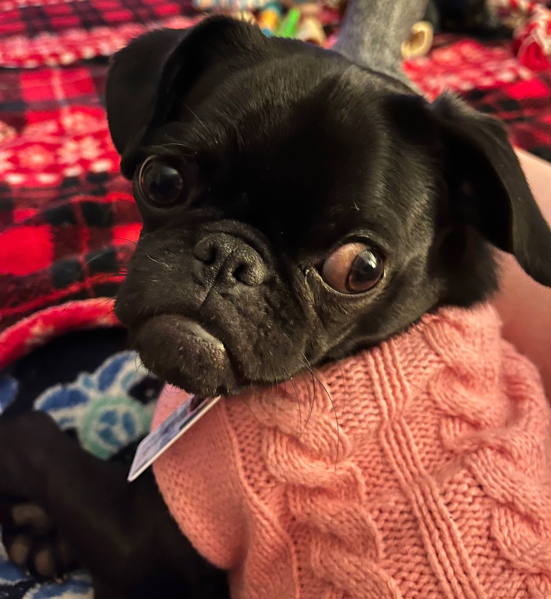 Coco joined the competition — help win amazing prizes! canidae, carnivore, comfort, companion_dog, dog, dog_breed, dog_collar, ear, fawn, mammal, plaid, pug, snout, sporting_group, tartan, terrestrial_animal, toy_dog, whiskers, working_animal, wrinkle