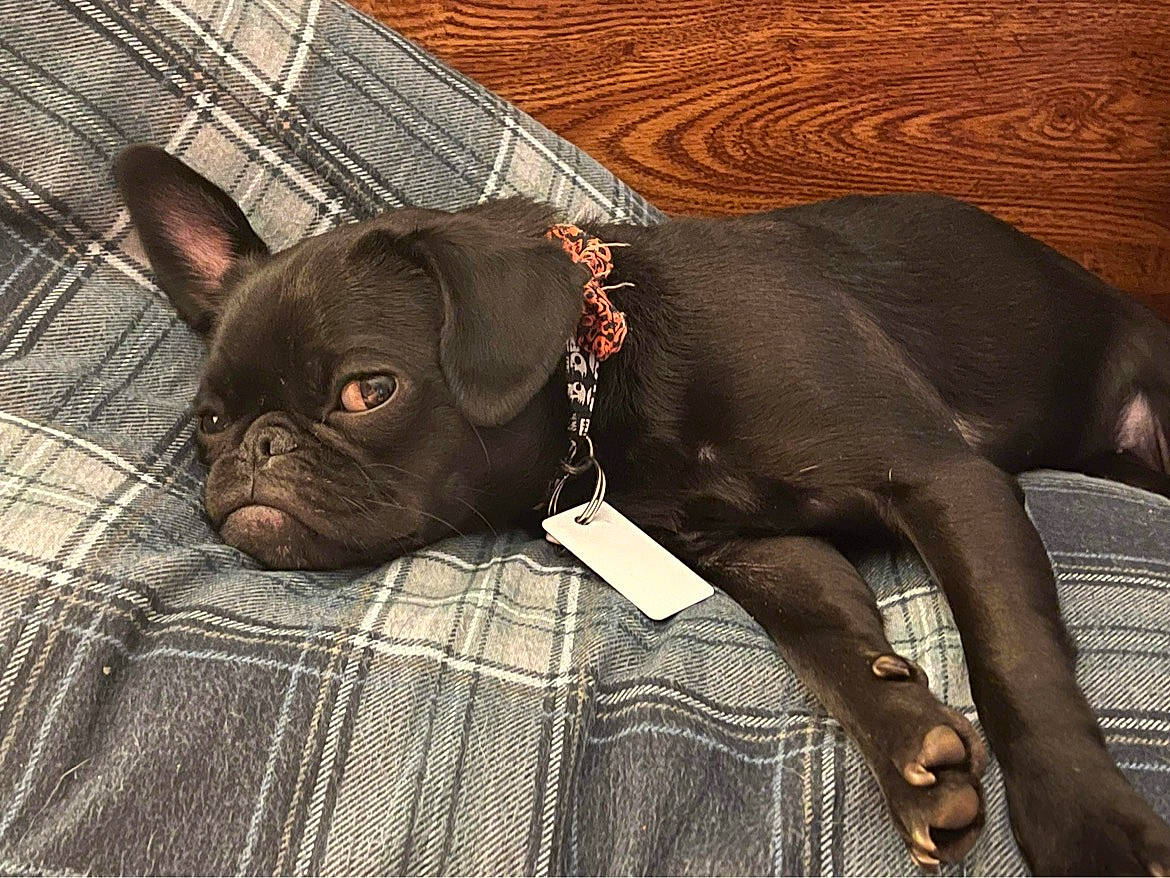 Coco is registered to the contest to win money with this photo: bulldog, canidae, carnivore, collar, comfort, companion_dog, dog, dog_breed, dog_collar, ear, fawn, liver, pug, snout, sporting_group, terrestrial_animal, toy_dog, whiskers, working_animal, wrinkle