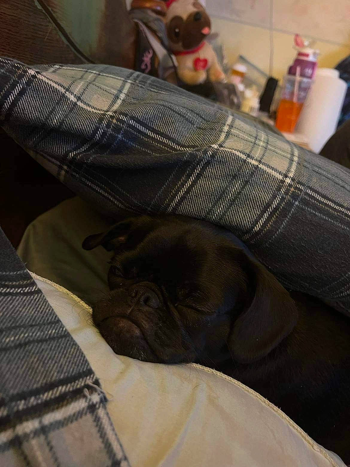 Coco is registered to the contest to win money with this photo: bag, bedding, carnivore, comfort, companion_dog, denim, dog, dog_breed, fawn, felidae, fur, grey, human_leg, linens, pattern, room, sporting_group, thigh, toy, wood