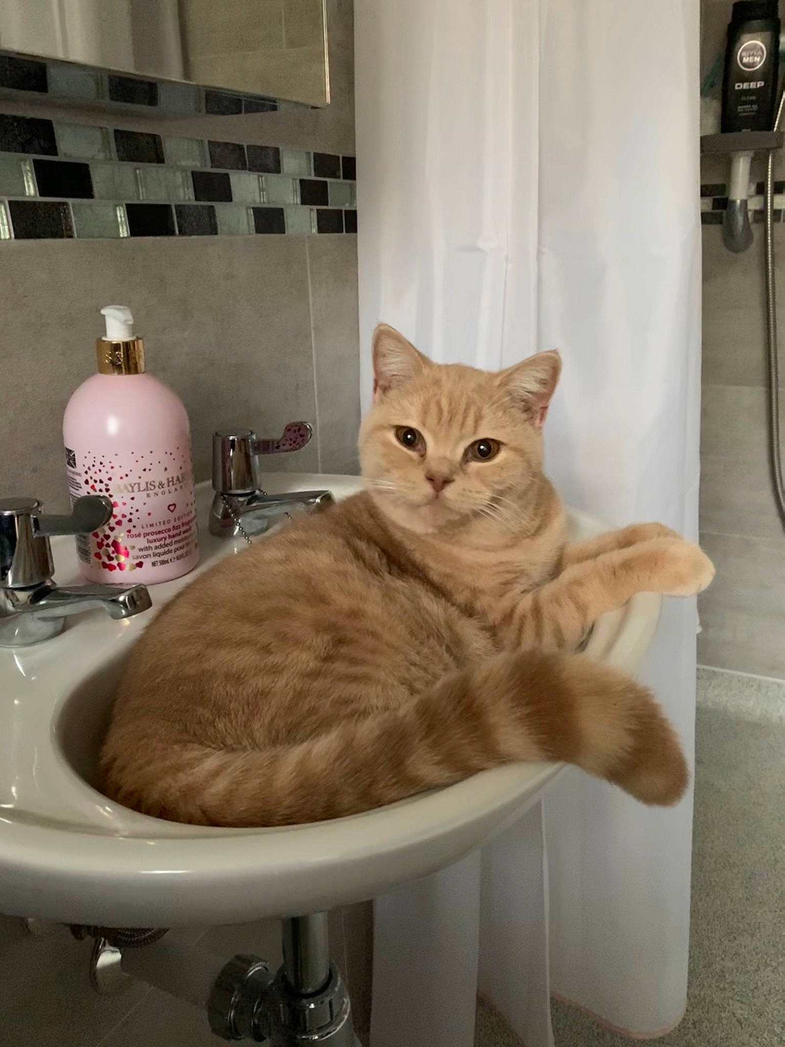 Ambrose joined the competition — help win amazing prizes! american_shorthair, asian, bathroom, bathroom_accessory, british_shorthair, burmilla, carnivore, cat, domestic_short_haired_cat, european_shorthair, felidae, fur, plumbing_fixture, room, sink, small_to_medium_sized_cats, tabby_cat, toilet, whiskers