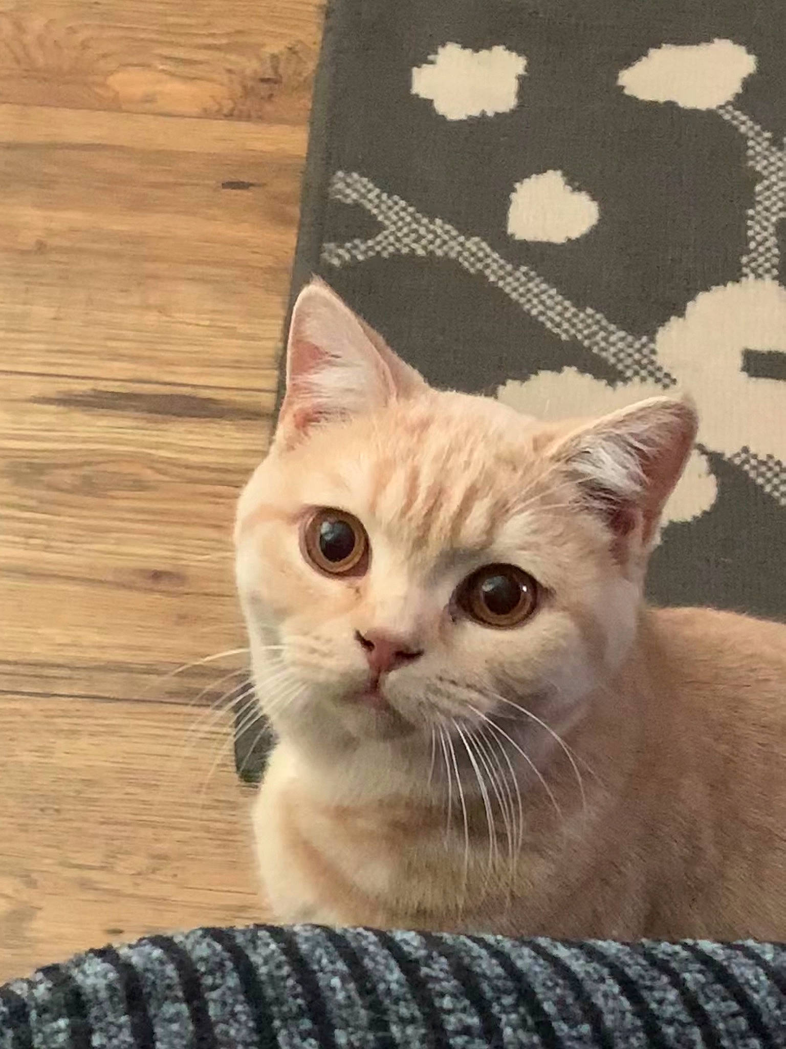 Ambrose joined the competition — help win amazing prizes! aegean_cat, american_shorthair, asian, british_shorthair, carnivore, cat, domestic_short_haired_cat, european_shorthair, eye, fawn, felidae, fur, kitten, mammal, munchkin, ojos_azules, scottish_fold, small_to_medium_sized_cats, tabby_cat, whiskers