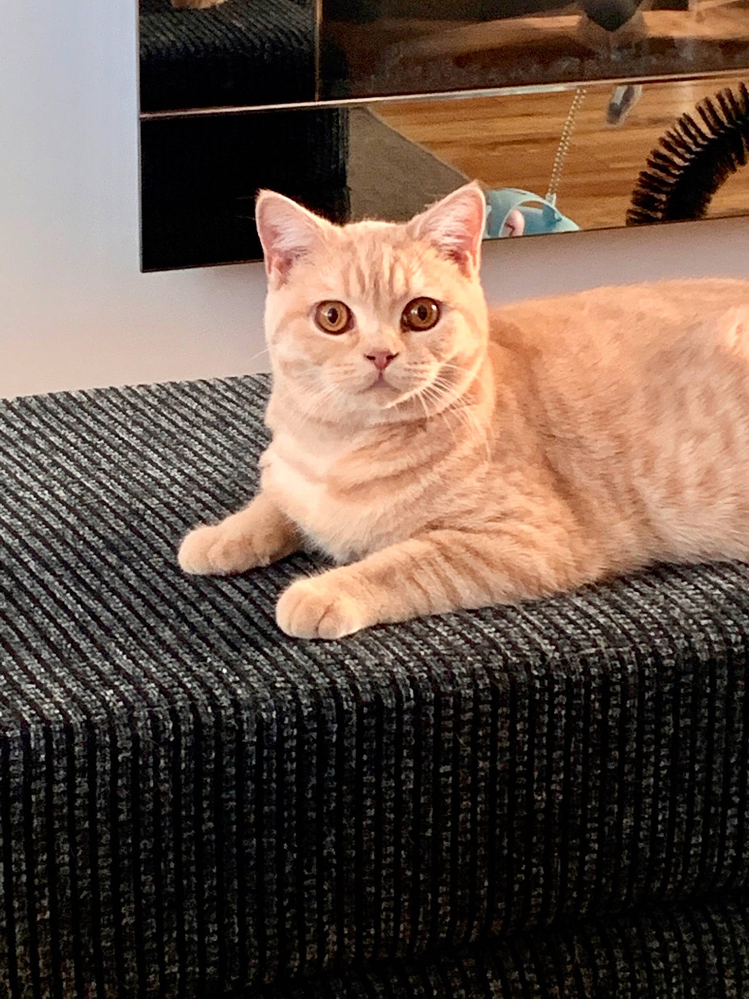 Ambrose joined the competition — help win amazing prizes! american_shorthair, asian, australian_mist, british_shorthair, burmilla, carnivore, cat, domestic_short_haired_cat, european_shorthair, eye, fawn, felidae, fur, kitten, mammal, small_to_medium_sized_cats, tabby_cat, whiskers