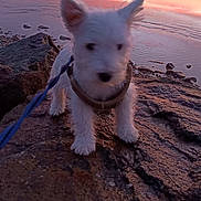 Appy participe au concours pour gagner de l'argent avec cette photo : puppy, dog, white, rock, beach, sunset, water, sky, clouds, reflection, leash, outdoor, nature, animal, pet, fur, landscape, coast, evening, scenic