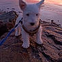 puppy, dog, white, rock, beach, sunset, water, sky, clouds, reflection, leash, outdoor, nature, animal, pet, fur, landscape, coast, evening, scenic