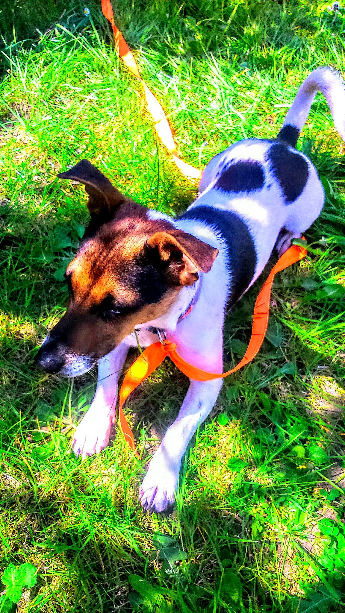 Jacky a rejoint le concours — aidez-le/la à gagner de superbes lots ! brazilian_terrier, canidae, carnivore, danish_swedish_farmdog, dog, dog_breed, fawn, feist, fox_terrier, grass, mammal, miniature_fox_terrier, plant, rat_terrier, smooth_fox_terrier, sporting_group, tail, tenterfield_terrier, terrier, toy_fox_terrier
