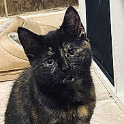 Wobbles is registered to the contest to win money with this photo: cat, tortoiseshell, pet, animal, indoor, floor, curious, feline, ears, whiskers, cabinet, tile, closeup, sitting, fur, domestic, young, cute, eyes, cozy