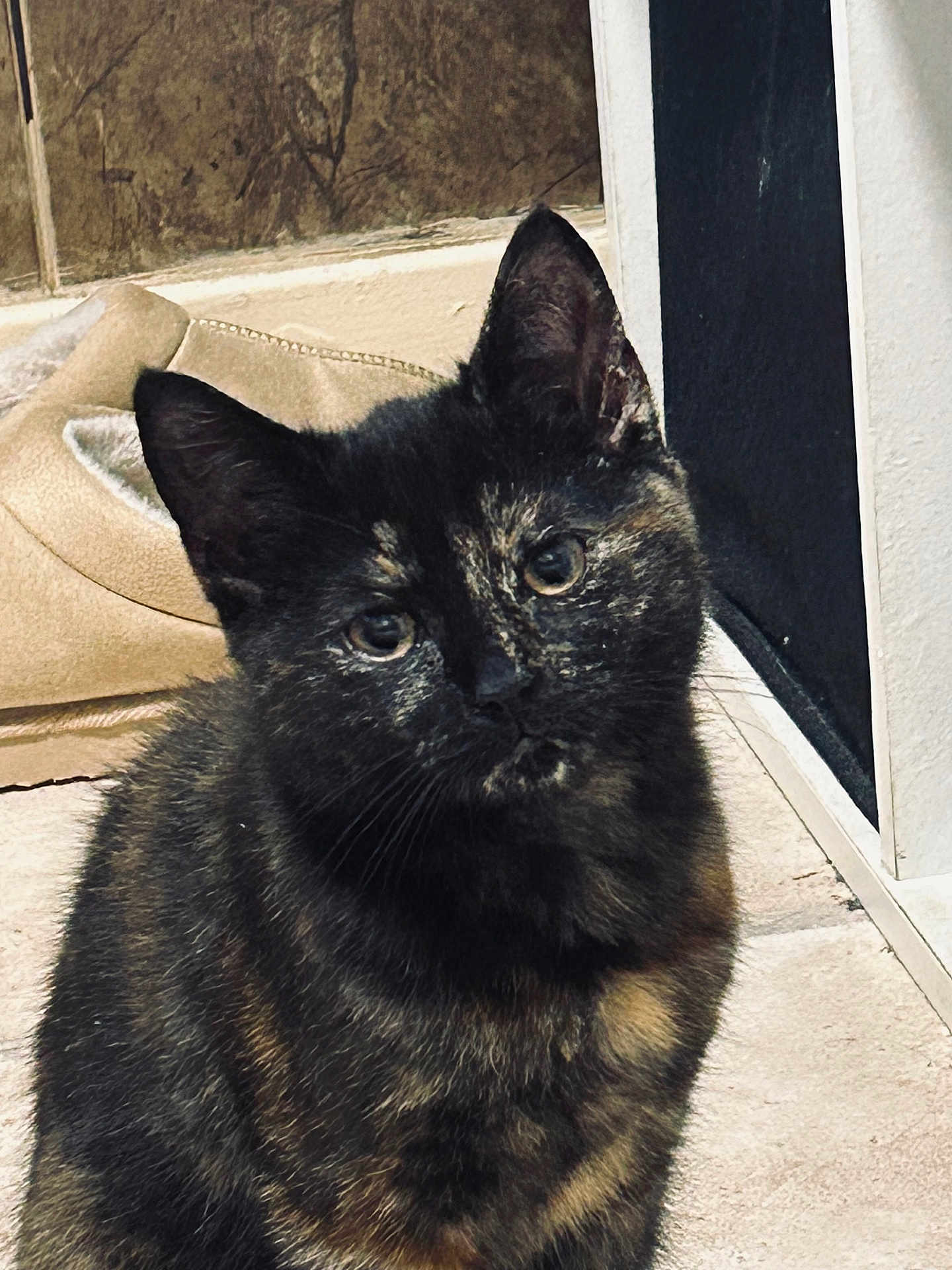 Wobbles is registered to the contest to win money with this photo: cat, tortoiseshell, pet, animal, indoor, floor, curious, feline, ears, whiskers, cabinet, tile, closeup, sitting, fur, domestic, young, cute, eyes, cozy