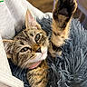 Naya participe au concours pour gagner de l'argent avec cette photo : animal, blanket, cat, closeup, collar, cozy, cute, feline, fluffy, fur, indoor, kitten, paw, pet, relaxed, resting, sleepy, soft, tabby, whiskers