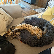 Naya a rejoint le concours — aidez-le/la à gagner de superbes lots ! animal, cat, chair, couch, cozy, fluffy_bed, home, indoor, living_room, modern_furniture, pet, pillow, playful, relaxed, soft, spotted, stretching, table, upside_down, wooden_floor