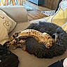 animal, cat, chair, couch, cozy, fluffy_bed, home, indoor, living_room, modern_furniture, pet, pillow, playful, relaxed, soft, spotted, stretching, table, upside_down, wooden_floor