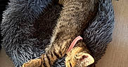 Naya participe au concours pour gagner de l'argent avec cette photo : animal, cat, collar, comfort, couch, cozy, cute, domestic_cat, fluffy, furniture, home, indoor, nap, pet_bed, relaxed, resting, sleeping, soft, striped, tabby_cat