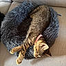animal, cat, collar, comfort, couch, cozy, cute, domestic_cat, fluffy, furniture, home, indoor, nap, pet_bed, relaxed, resting, sleeping, soft, striped, tabby_cat