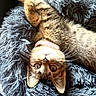 Naya a rejoint le concours — aidez-le/la à gagner de superbes lots ! animal, bed, cat, closeup, collar, cozy, cute, domestic_cat, fluffy, fur, indoor, looking, pet, playful, relaxed, resting, soft, tabby, upside_down, whiskers
