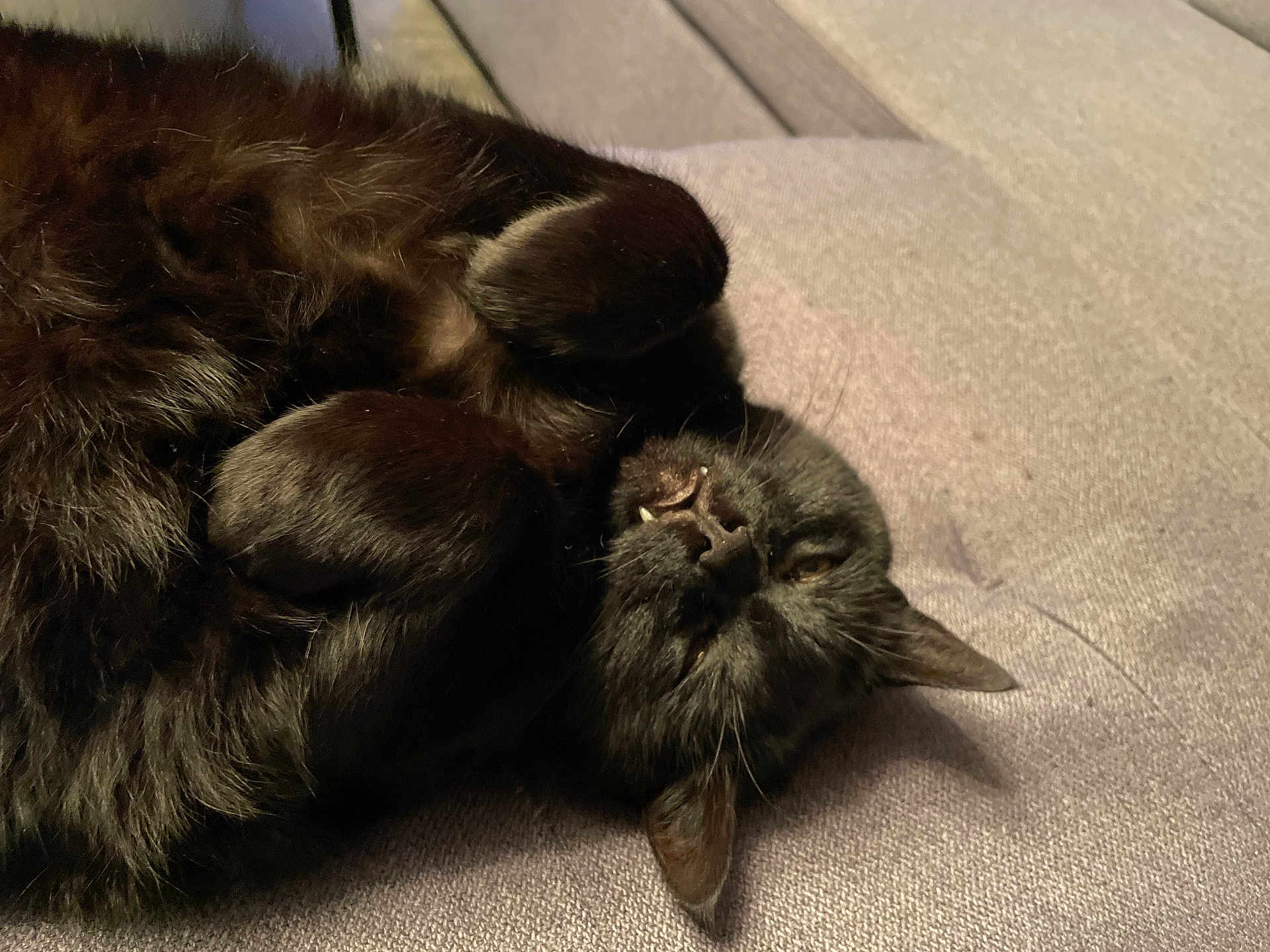 Naruto a rejoint le concours — aidez-le/la à gagner de superbes lots ! cat, black_cat, pet, feline, fur, relaxed, lying_down, paws, fangs, whiskers, indoor, soft_surface, closeup, sleepy, cozy, animal, cute, mammal, domestic_animal, resting