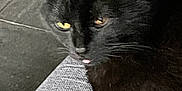 Naruto a rejoint le concours — aidez-le/la à gagner de superbes lots ! black_cat, cat, pet, indoor, resting, yellow_eyes, tongue_out, close_up, feline, animal, cute, cozy, texture, gray_surface, whiskers, ears, fur, relaxed, mammal, companion