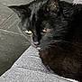 animal, black_cat, cat, close_up, companion, cozy, cute, ears, feline, fur, gray_surface, indoor, mammal, pet, relaxed, resting, texture, tongue_out, whiskers, yellow_eyes