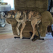 Odin is registered to the contest to win money with this photo: armchair, brown, canine, carpet, collar, cozy, curtains, cushion, daylight, dog, furniture, home, indoor, living_room, pet, relaxed, resting, television, vacuum_cleaner, wooden_floor