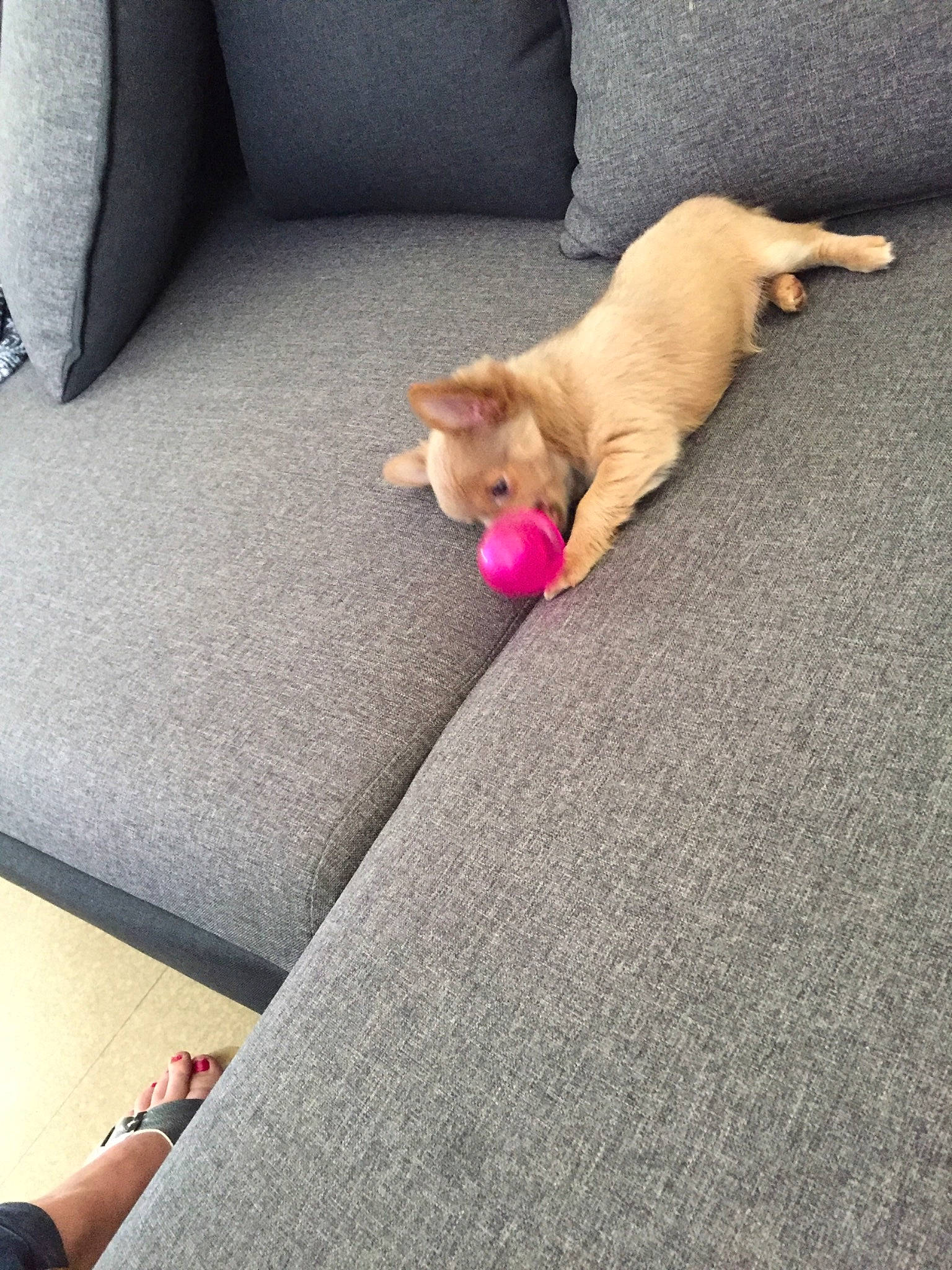 Perle participe au concours pour gagner de l'argent avec cette photo : canidae, carnivore, cat, dog, dog_breed, fawn, french_bulldog, non_sporting_group, play, puggle, puppy, sporting_group, tail, vizsla