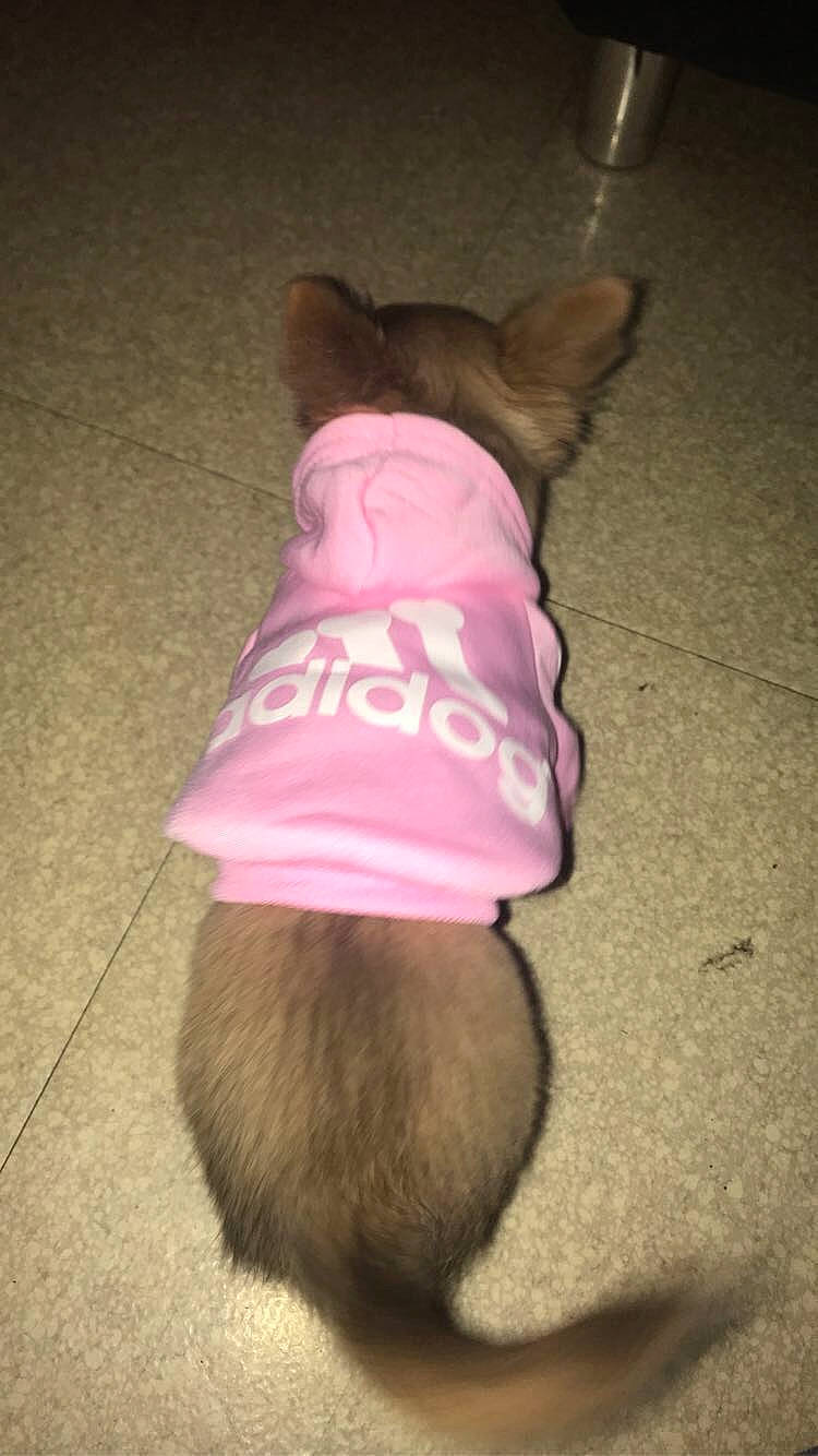 Perle participe au concours pour gagner de l'argent avec cette photo : canidae, carnivore, dog, dog_breed, dog_clothes, dog_toy, fawn, ferret, pink, snout, tail