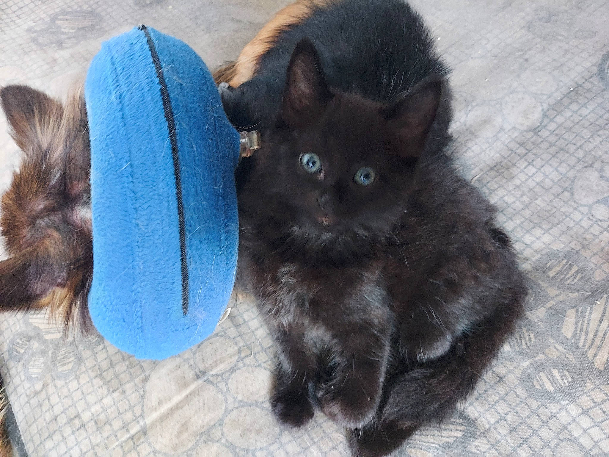 Merlin is registered to the contest to win money with this photo: black_cat, bombay, carnivore, cat, cat_supply, collar, comfort, domestic_short_haired_cat, electric_blue, fashion_accessory, felidae, fur, hat, natural_material, pet_supply, small_to_medium_sized_cats, snout, tail, terrestrial_animal, whiskers