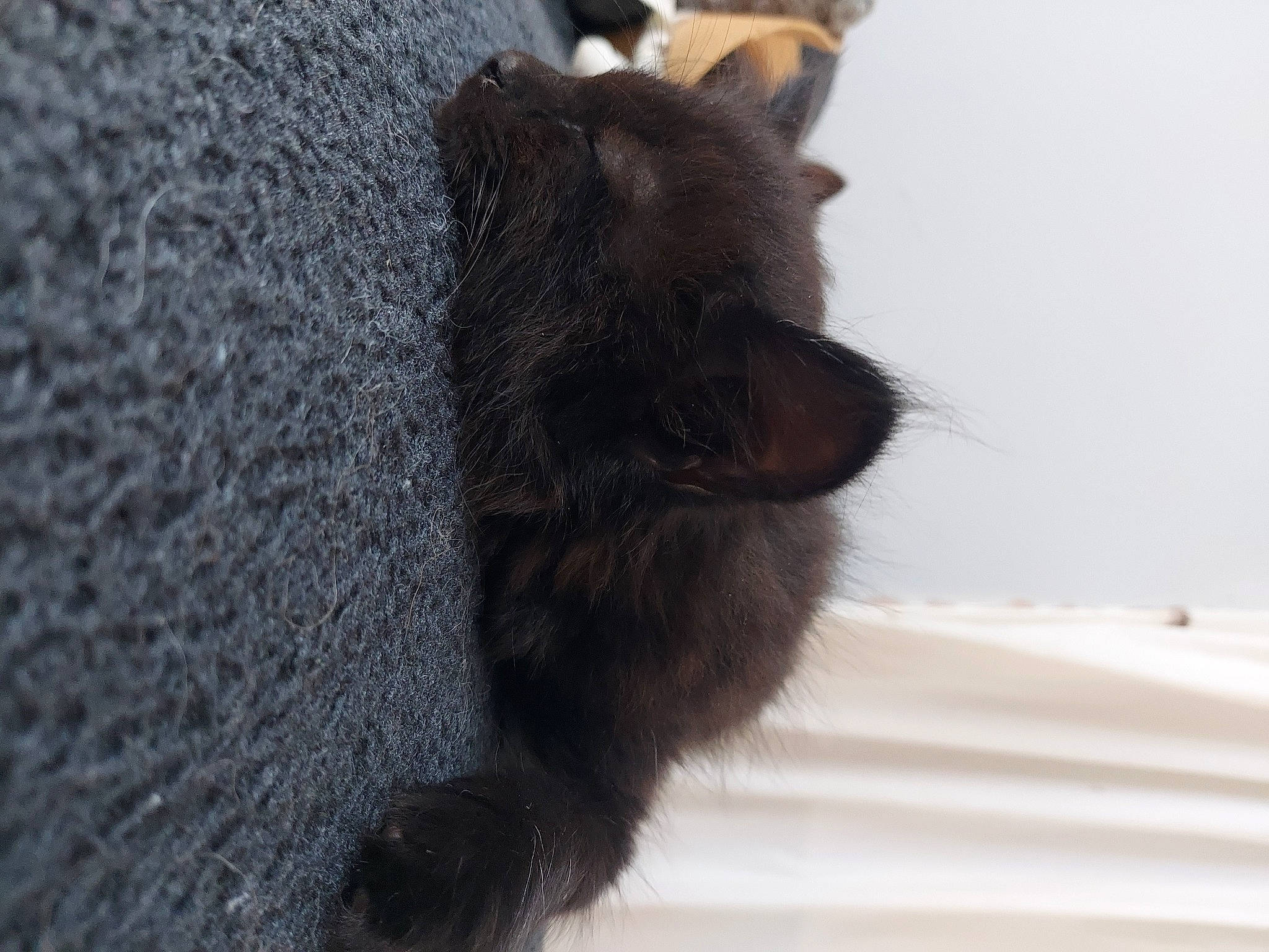 Merlin joined the competition — help win amazing prizes! black_cat, canidae, carnivore, cat, claw, dog_breed, domestic_short_haired_cat, fawn, felidae, fur, grey, liver, paw, small_to_medium_sized_cats, snout, sporting_group, tail, terrestrial_animal, whiskers, wildlife