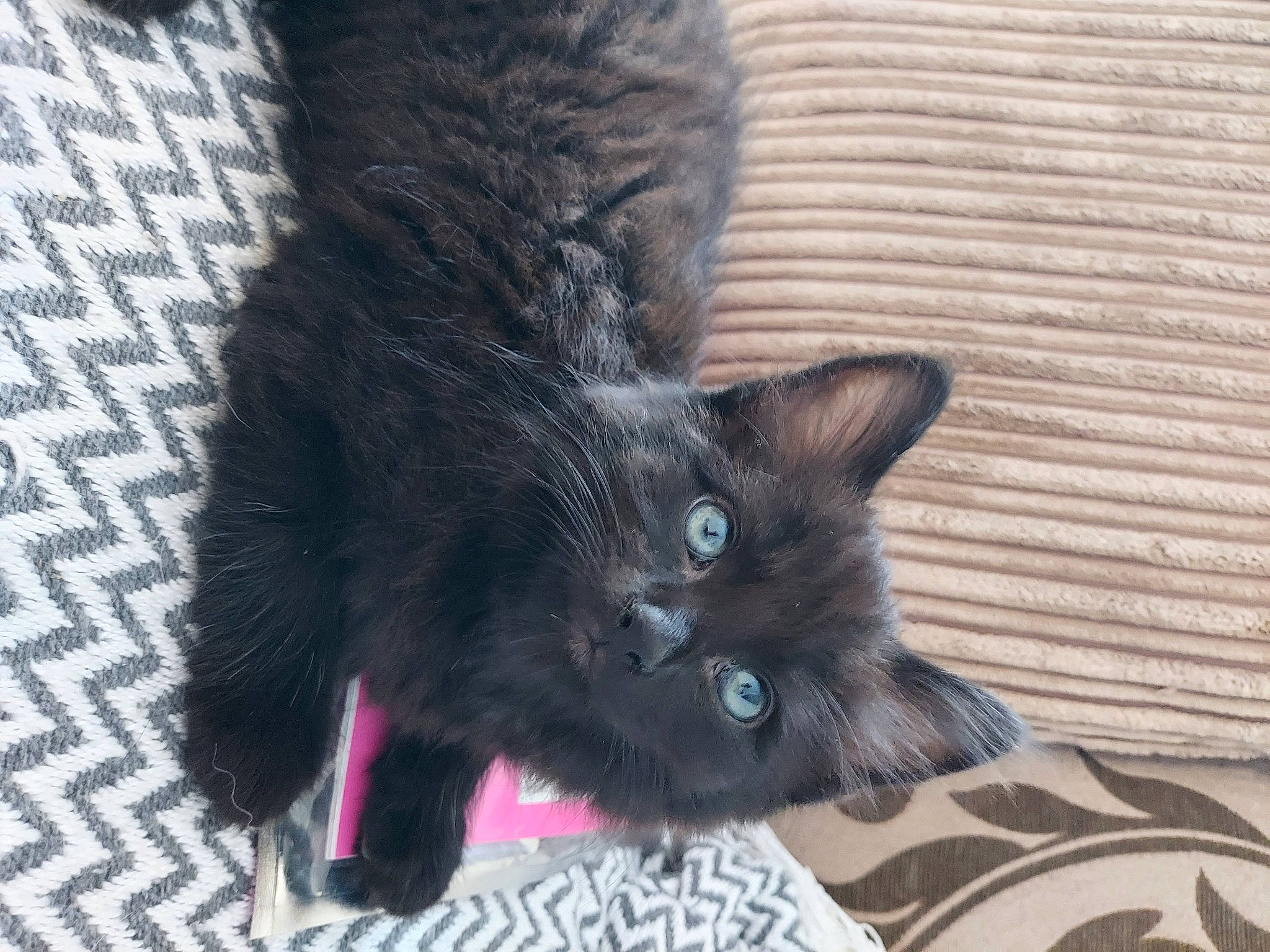 Merlin is registered to the contest to win money with this photo: black_cat, bombay, canidae, carnivore, cat, claw, comfort, dog_breed, domestic_short_haired_cat, felidae, flooring, foot, fur, grey, iris, paw, small_to_medium_sized_cats, snout, tail, whiskers