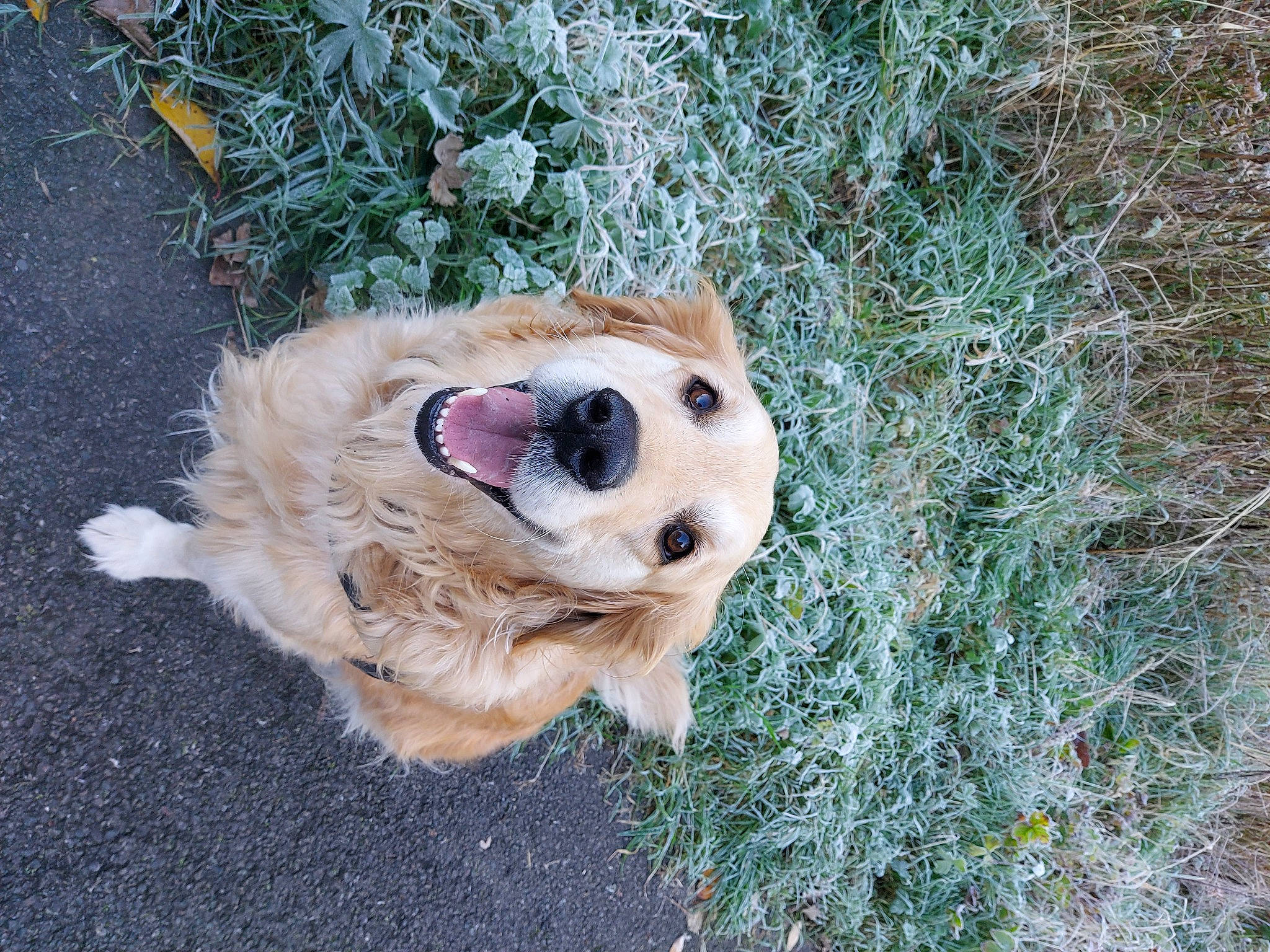 Jupiter-blue is registered to the contest to win money with this photo: canidae, carnivore, companion_dog, dog, dog_breed, fawn, felidae, fur, grass, paw, plant, retriever, snout, soil, sporting_group, terrestrial_animal, toy, whiskers, winter, wood