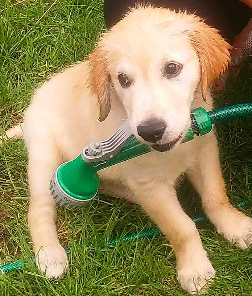 Jupiter-blue joined the competition — help win amazing prizes! canidae, carnivore, companion_dog, dog, dog_breed, fawn, foot, grass, happy, paw, plant, sporting_group, tail, terrestrial_animal, toy