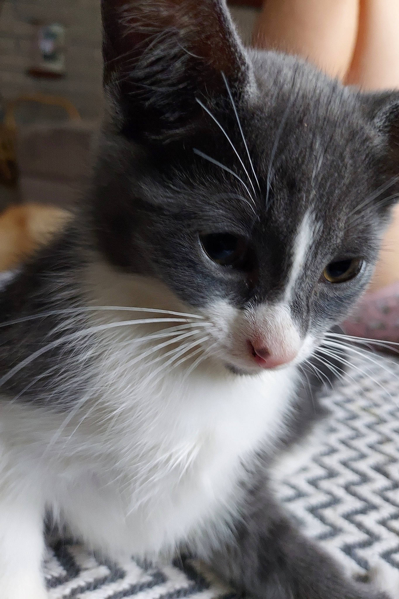 Midnight joined the competition — help win amazing prizes! carnivore, cat, claw, curious, domestic_short_haired_cat, felidae, fur, paw, small_to_medium_sized_cats, snout, tail, whiskers, window