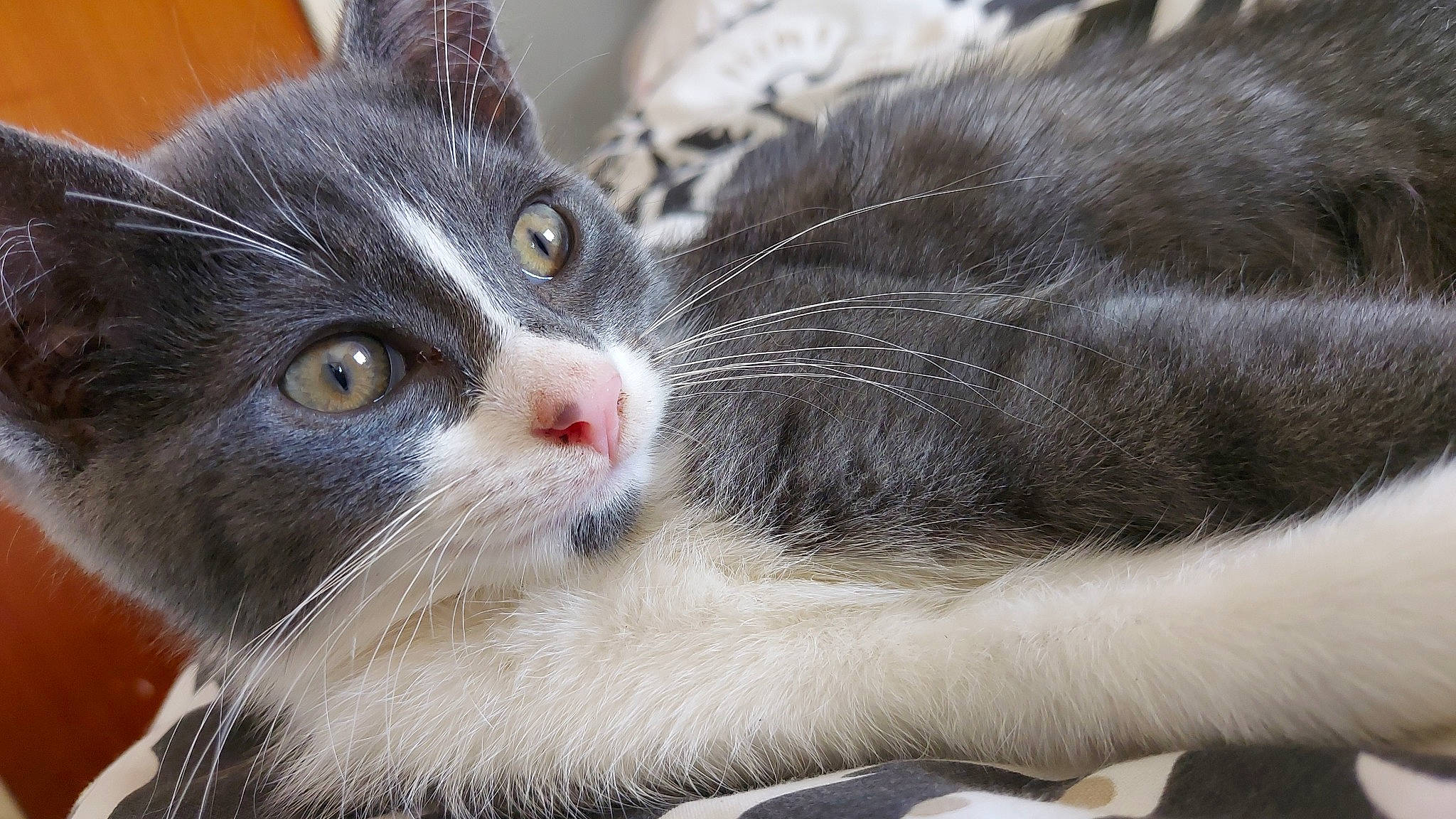 Midnight joined the competition — help win amazing prizes! carnivore, cat, claw, domestic_short_haired_cat, felidae, fur, paw, small_to_medium_sized_cats, snout, tree, whiskers